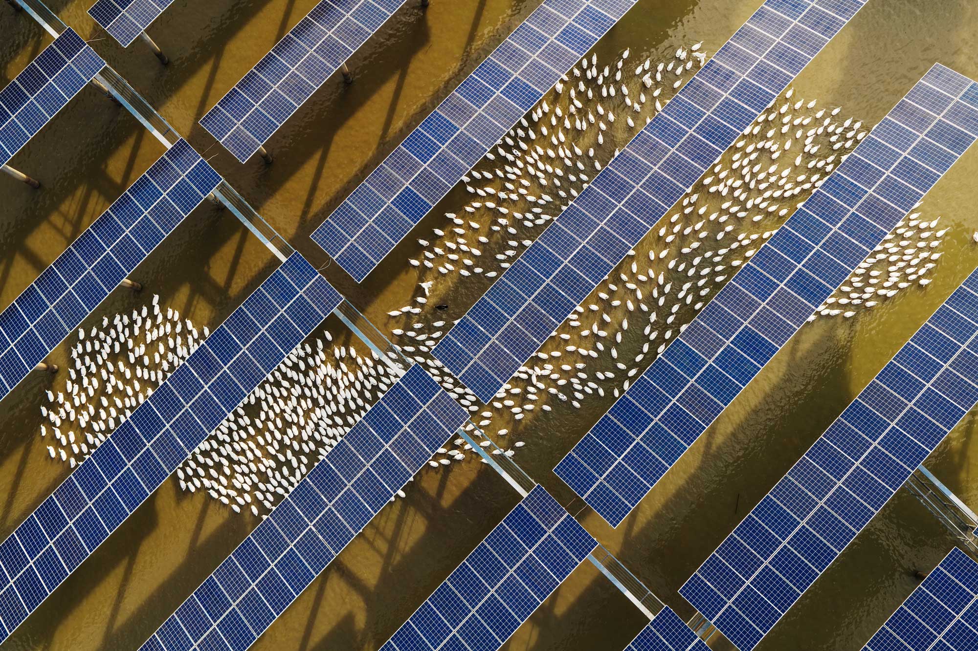 solar panel and geese.jpg